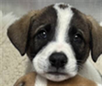 Rescue Saint Bernard and Mixed Breed Dogs for Adoption in Rancho Cucamonga, California - NORBERT | PetCurious