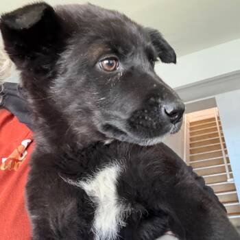 Echo -  Husky Dog Available for Adoption in Crookston, Minnesota - Echo | PetCurious