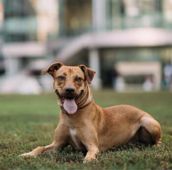 TAMAR -  Mixed Breed Dog for Adoption in Toronto, Ontario - TAMAR | PetCurious