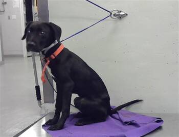 ALPHA -  Staffordshire Bull Terrier Dog for Adoption in Houston, Texas - ALPHA | PetCurious