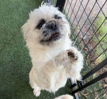 Alani and her 2 pups -  Pug and Terrier Dog for Adoption in Canutillo, Texas - Alani And Her 2 Pups | PetCurious