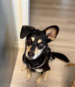 Shepherd Dogs Available for Adoption - Ruby | PetCurious