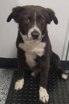Australian Shepherd and Mixed Breed Dogs Available for Adoption in Kemp, Texas - Kovu | PetCurious