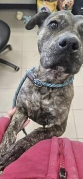 Boxer and Mixed Breed Dogs Available for Adoption in Edgewood, New Mexico - Shay | PetCurious