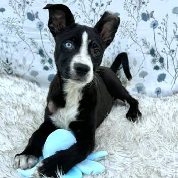 Siberian Husky and Australian Cattle Dog Blue Heeler Dogs Available for Adoption in Fairfield, Connecticut - Flip | PetCurious