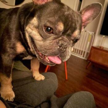 Orville -  French Bulldog Dog for Adoption in Austin, Texas - Orville | PetCurious
