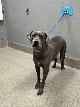 PRINCE -  Pit Bull Terrier Dog for Adoption in Las Vegas, Nevada - PRINCE | PetCurious