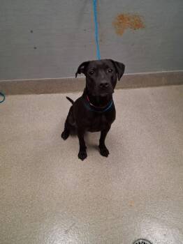 Labrador Retriever Dogs Available for Adoption in Las Vegas, Nevada - SNACKS | PetCurious