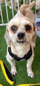 Brady -  Mixed Breed Dog for Adoption in Thousand Oaks, California - Brady | PetCurious