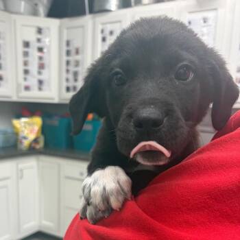 Great Pyrenees and Mixed Breed Dogs Available for Adoption in Fairmont, West Virginia - Dex- 3915 | PetCurious