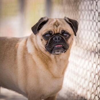 Chewy -  Pug Dog for Adoption in Twentynine Palms, California - Chewy | PetCurious