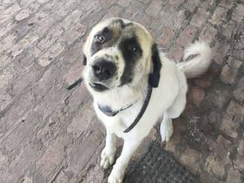 Chip -  Great Pyrenees and Australian Shepherd Dog for Adoption in Panama City, Florida - Chip | PetCurious