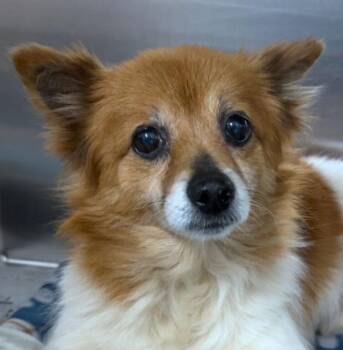 Pomeranian Dogs Available for Adoption - Sandra (AO36141)  | PetCurious