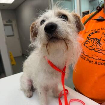 Terrier Dogs Available for Adoption in Westminster, California - WAGS-Stray-21369 | PetCurious