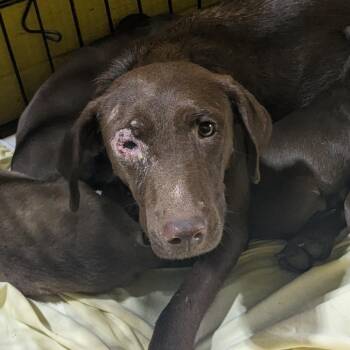 Lorna Doone -  Mixed Breed Dog for Adoption in Huntsville, Arkansas - Lorna Doone | PetCurious