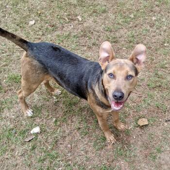 Rescue Mixed Breed Dogs for Adoption in Walker, Michigan - Soullivan | PetCurious