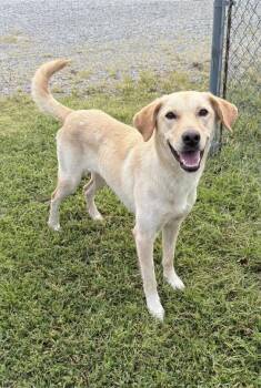Kimmie - Foster Needed -  Yellow Labrador Retriever Dog for Adoption in Monticello, Minnesota - Kimmie - Foster Needed | PetCurious