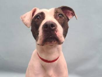 Pancake -  Boxer and Mixed Breed Dog for Adoption in Golden Valley, Minnesota - Pancake | PetCurious