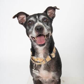 Labrador Retriever and Greyhound Dogs Available for Adoption in Mooresville, North Carolina - Lilly | PetCurious