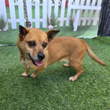 Chihuahua Dogs Available for Adoption - EDITH | PetCurious