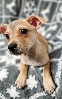 Tamsina WA14437-T -  Chihuahua Dog for Adoption in Missouri City, Texas - Tamsina WA14437-T | PetCurious