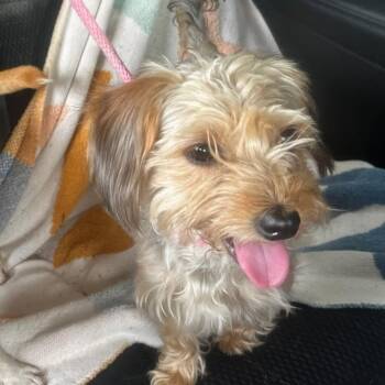 Yorkshire Terrier and Maltese Dogs Available for Adoption - Wendy D10996 *Arriving 5/1 | PetCurious