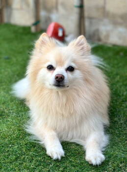 Rescue Pomeranian Dogs for Adoption in Irvine, California - Brun | PetCurious