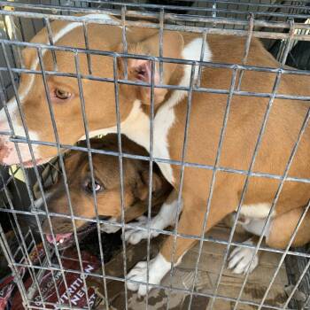 Tedd -  Mixed Breed Dog for Adoption in Yuma, Arizona - Tedd | PetCurious
