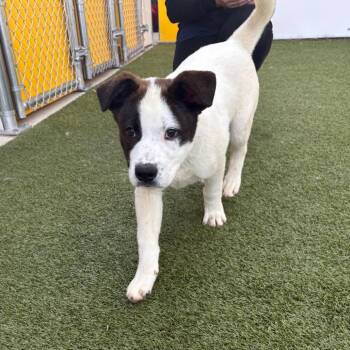 Great Pyrenees and Mixed Breed Dogs Available for Adoption in Falls Church, Virginia - Biggie | PetCurious