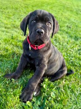 Stitch -  Cane Corso Dog for Adoption in Parma Heights, Ohio - Stitch | PetCurious