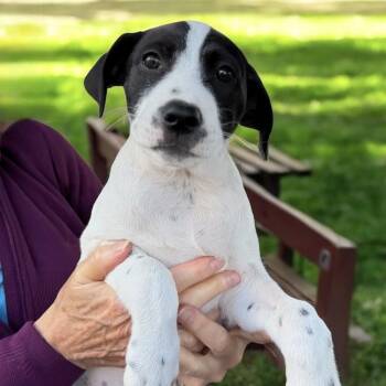 Border Collie and Terrier Dogs Available for Adoption in San Diego, California - Monet Pup - Dali | PetCurious