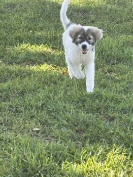 Scarlet Begonia -  Great Pyrenees Dog for Adoption in Milton, Georgia - Scarlet Begonia | PetCurious