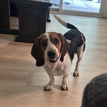 Martha -  Basset Hound and Mixed Breed Dog for Adoption in Columbia, Missouri - Martha | PetCurious