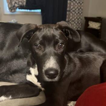 Catahoula Leopard Dog and Border Collie Dogs Available for Adoption in Belleville, Illinois - Bruno | PetCurious