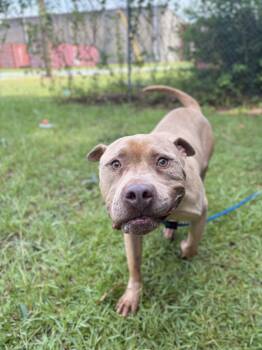 Bowser -  American Bully Dog for Adoption in Winnsboro, South Carolina - Bowser | PetCurious