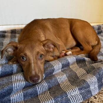 Beyonce -  Mixed Breed and None Dog for Adoption in Brownsboro, Alabama - Beyonce | PetCurious