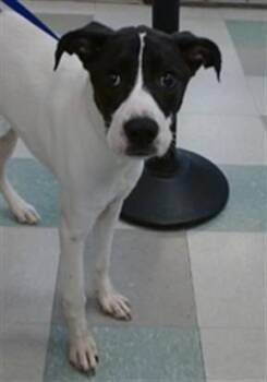 A475799 -  Australian Cattle Dog Blue Heeler Dog for Adoption in Oklahoma City, Oklahoma - A475799 | PetCurious