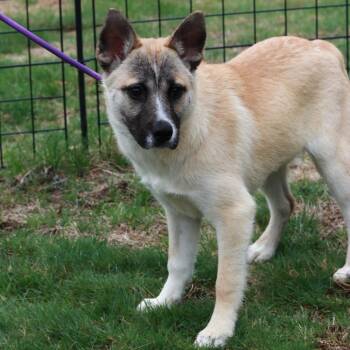 Husky Dogs Available for Adoption in Eastford, Connecticut - CT Sulfira | PetCurious