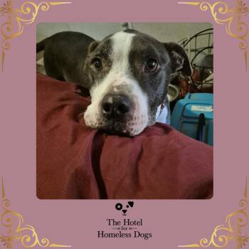 American Staffordshire Terrier and Terrier Dogs Available for Adoption in Cumberland, Rhode Island - Sanya | PetCurious