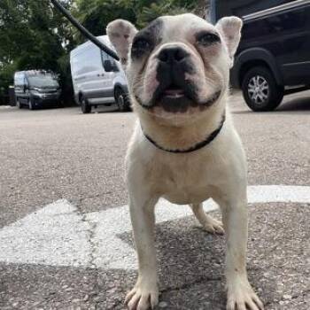 Augie -  French Bulldog Dog for Adoption in Springboro, Ohio - Augie | PetCurious