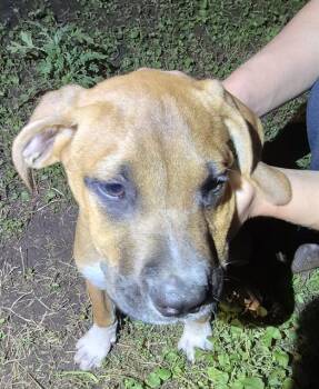 ROSS -  Mastiff Dog for Adoption in San Antonio, Texas - ROSS | PetCurious
