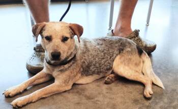 Link -  Retriever Dog for Adoption in Clarksville, Tennessee - Link | PetCurious