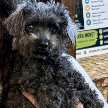 RUTHIE (702) -  Miniature Poodle Dog for Adoption in Indiantown, Florida - RUTHIE (702) | PetCurious