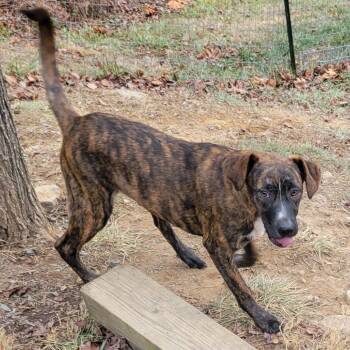 Greyhound and Whippet Dogs Available for Adoption - Ryder | PetCurious