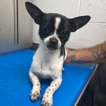 Oreo -  Chihuahua and Mixed Breed Dog for Adoption in Buffalo, Minnesota - Oreo | PetCurious