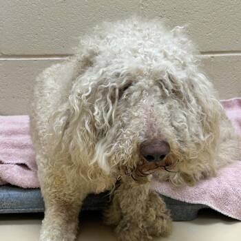 Aquaman -  Mixed Breed Dog for Adoption in Winston-salem, North Carolina - Aquaman | PetCurious
