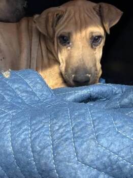 61618309 -  Mixed Breed Dog for Adoption in El Paso, Texas - 61618309 | PetCurious