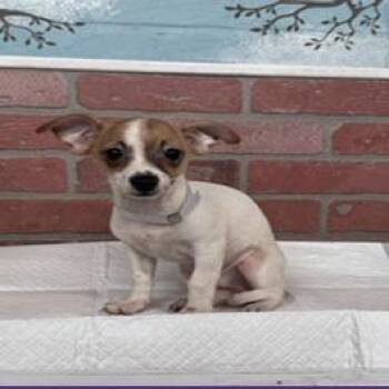 Grapes -  Chihuahua Dog for Adoption in Montgomery, Texas - Grapes | PetCurious