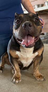 Betty Boop -  American Bully Dog for Adoption in Sumter, South Carolina - Betty Boop | PetCurious