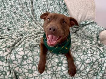 Tracer Bunny Grin -  Labrador Retriever and Pit Bull Terrier Dog for Adoption in Friendswood, Texas - Tracer Bunny Grin | PetCurious